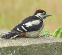 The younger juvenile Greater Spotted Woodpecker left on it's own