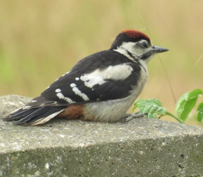 Solve The younger juvenile Greater Spotted Woodpecker left on it's own