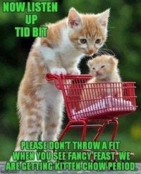 We Are Getting Kitten Chow!