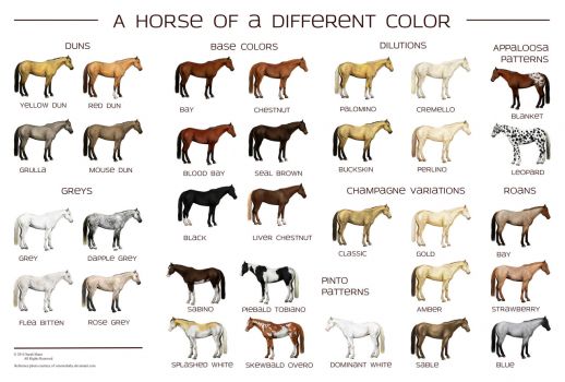 horse_colors_poster_by_siakhuinn-d7fmj6g