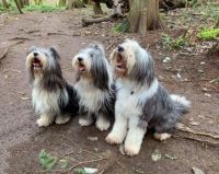 Bearded Collies