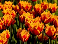 tulips -challenge