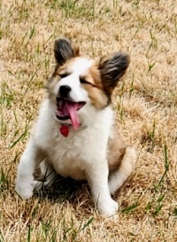 2. Spunky, 4 months old