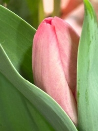Almost tulip time!