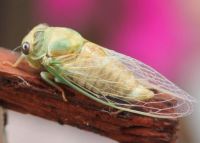 Tibicen pruinosa, AKA Cicada