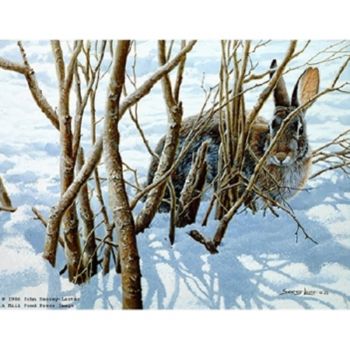 "Winter Hiding" - Cottontail by John Seerey-Lester