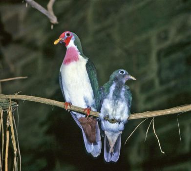Male Jambu Fruit Dove and Chick