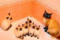 Waiting for Their Bath