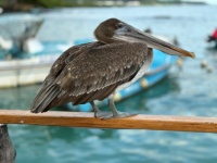 Brown Pelican