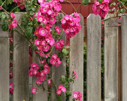 fence roses