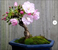 ~ Sakura Bonsai Cherry Blossom~
