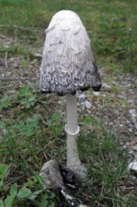 Fungi
