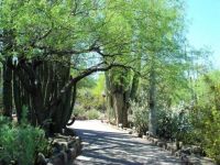 Walkway in Desert Botanical Garden, Phoenix, Arizona