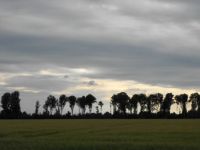 Bomen rij in avondlicht