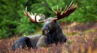bull-moose