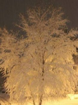 Tree by car lights