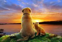 Best Friends Watching Sunset At The End Of A Purrrrfect Day