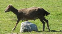 Soay Sheep On Hirta St Kilda