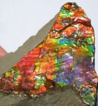 Ammolite