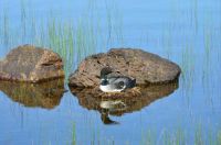 Wolfreys Pond, Lewisporte, Newfoundland and Labrador, Canada