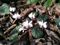 Brambořík (Cyclamen coum hybridum)