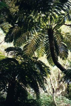 Fanjans (fougères arborescentes) - Réunion