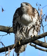 Hawk in Central Park,  in New York City,  NY