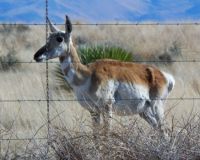 Pronghorn Antelope, Valentine Tx