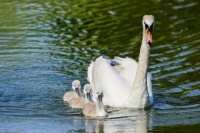 Swans in Basildon, Essex