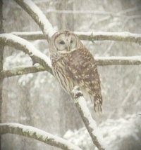 Outside the morning window.