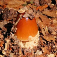 emerging from its 'egg'
