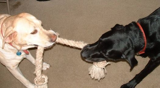 Willow & Max play tug-of-war