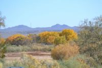 Bosque del Apache, NM
