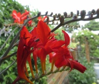 Crocosmia Lucifer