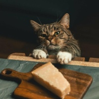 When you can catch a photo in the Northern Renaissance tradition, just let him have the cheese!