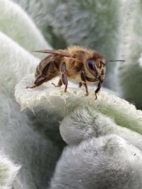 Bee on Wooly Betony