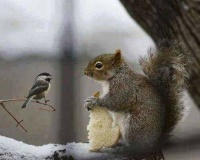 Squirrel and Chickadee