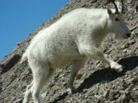 Mountain goat