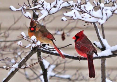 cardinals on a snowy day