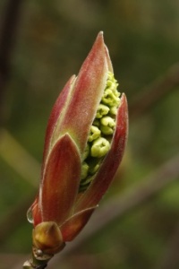 Bigleaf maple bud