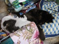 Patches and Shrodinger