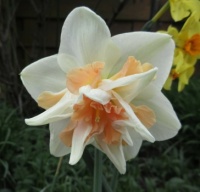 Double Daffodil  "Delnashaugh"