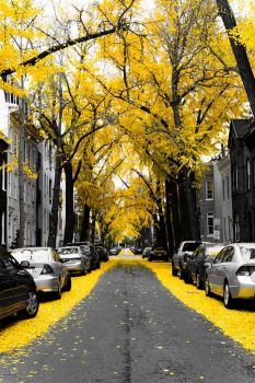 Colorful street in 'Washinton DC, USA'..