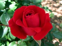 Rose on Rosebush