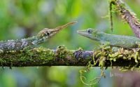 Male and Female Lizards (anolis proboscis) found near the Ecuadorian town of Mindo