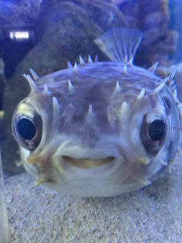 smiling fish