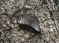 Moth in Panama