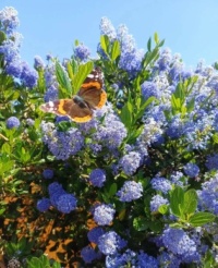 A garden in Houghton-Le-Spring in Sunderland