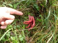 Clathrus archeri...