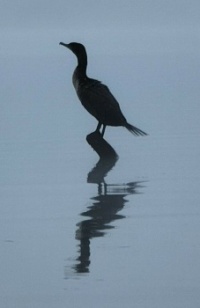 Cormornant 